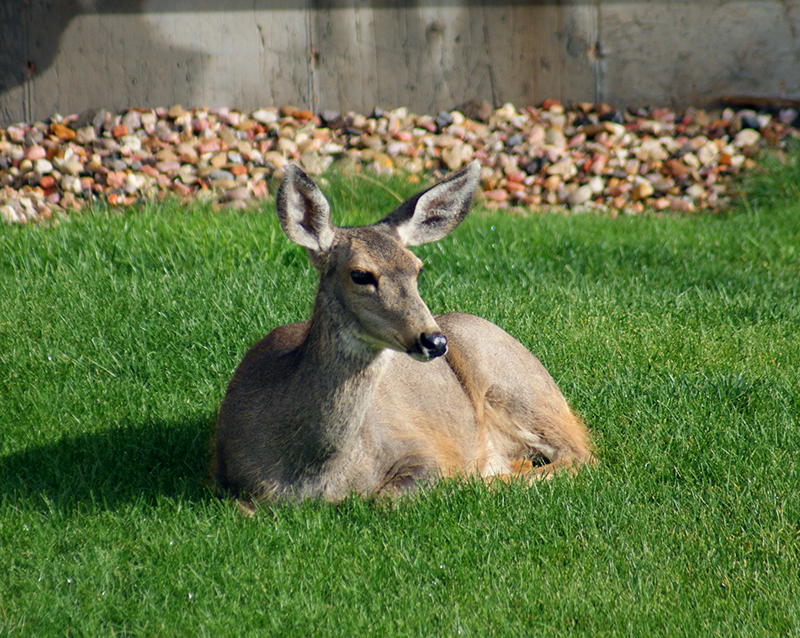 Thunder the Deer in Brian Head, Utah